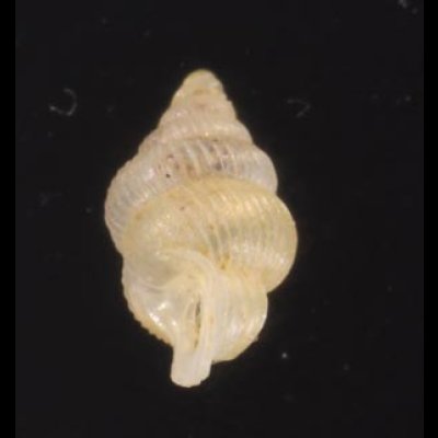 スマトラハナシゴマガイ (仮称) Diplommatina  ventricularisfig.3