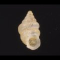 スマトラハナシゴマガイ (仮称)