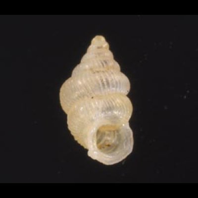 スマトラハナシゴマガイ (仮称) Diplommatina  ventricularisfig.1