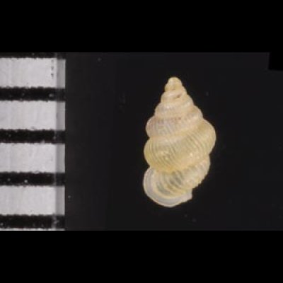 スマトラハナシゴマガイ (仮称) Diplommatina  ventricularisfig.2