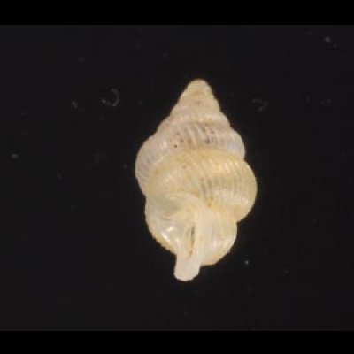 スマトラハナシゴマガイ (仮称) Diplommatina  ventricularisfig.3