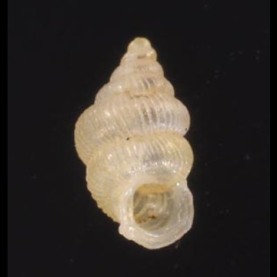 スマトラハナシゴマガイ (仮称) Diplommatina  ventricularisfig.1