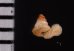 キッテルノタウチガイ (仮称) Opisthostoma kittelifig.2