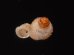 キッテルノタウチガイ (仮称) Opisthostoma kittelifig.3