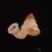 キッテルノタウチガイ (仮称) Opisthostoma kittelifig.1