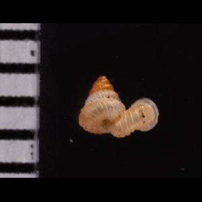 キッテルノタウチガイ (仮称) Opisthostoma kittelifig.2