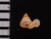 キッテルノタウチガイ (仮称) Opisthostoma kittelifig.2