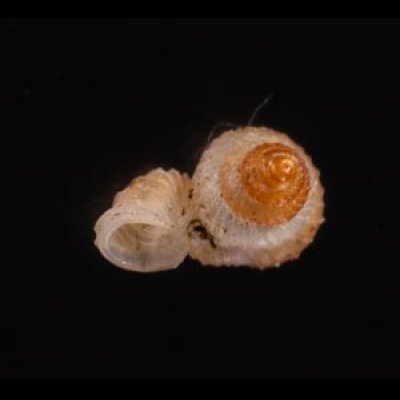 キッテルノタウチガイ (仮称) Opisthostoma kittelifig.3