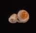 キッテルノタウチガイ (仮称) Opisthostoma kittelifig.3