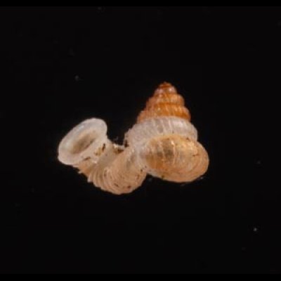 キッテルノタウチガイ (仮称) Opisthostoma kittelifig.1
