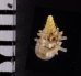 ベッドムゴマガイ Diplommatina miraculumdeifig.2