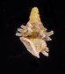 ベッドムゴマガイ Diplommatina miraculumdeifig.3
