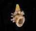 ベッドムゴマガイ Diplommatina miraculumdeifig.1