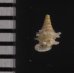 ベッドムゴマガイ Diplommatina miraculumdeifig.2