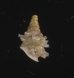 ベッドムゴマガイ Diplommatina miraculumdeifig.3