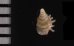 ベッドムゴマガイ Diplommatina miraculumdeifig.2