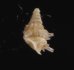 ベッドムゴマガイ Diplommatina miraculumdeifig.3