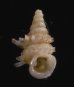 ベッドムゴマガイ Diplommatina miraculumdeifig.1
