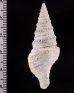 インドネシアクダマキ cf. Ptychosyrinx cf. timorensis teschifig.2