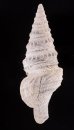 インドネシアクダマキ cf. Ptychosyrinx cf. timorensis teschifig.3