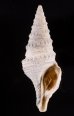 インドネシアクダマキ cf. Ptychosyrinx cf. timorensis teschifig.1