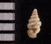 カリマンタンクチトガリゴマガイ （仮称） Diplommatina sp.fig.2