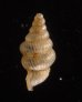 カリマンタンクチトガリゴマガイ （仮称） Diplommatina sp.fig.3