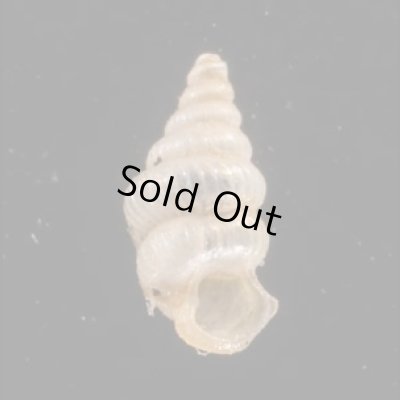 カリマンタンクチトガリゴマガイ （仮称） Diplommatina sp.fig.1