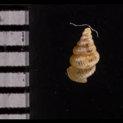 カリマンタンクチトガリゴマガイ （仮称） Diplommatina sp.fig.2