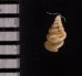 カリマンタンクチトガリゴマガイ （仮称） Diplommatina sp.fig.2