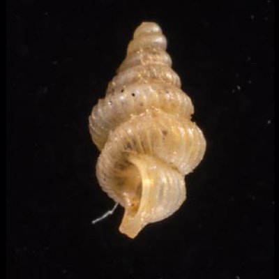 カリマンタンクチトガリゴマガイ （仮称） Diplommatina sp.fig.3