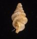 カリマンタンクチトガリゴマガイ （仮称） Diplommatina sp.fig.3
