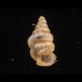 カリマンタンクチトガリゴマガイ （仮称）