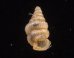 カリマンタンクチトガリゴマガイ （仮称） Diplommatina sp.fig.1