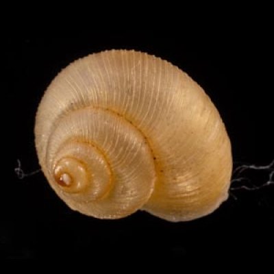 マヤヒダクチヒレガイ （仮称） Annularia mayensisfig.2