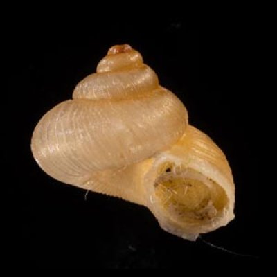 マヤヒダクチヒレガイ （仮称） Annularia mayensisfig.1
