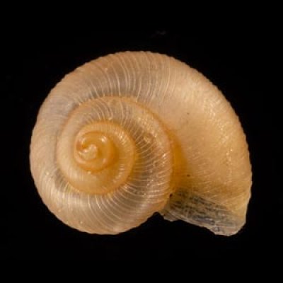 マヤヒダクチヒレガイ （仮称） Annularia mayensisfig.2