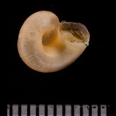 マヤヒダクチヒレガイ （仮称） Annularia mayensisfig.3