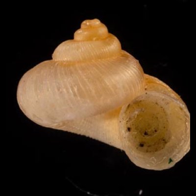 マヤヒダクチヒレガイ （仮称） Annularia mayensisfig.1