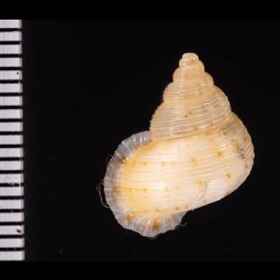 ヒメノトガリヒダクチヒレ （仮称） Eutudora jimenoifig.2