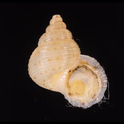 ヒメノトガリヒダクチヒレ （仮称） Eutudora jimenoifig.1