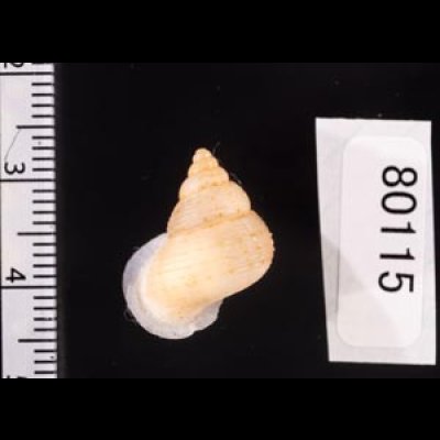 ヒメノトガリヒダクチヒレ （仮称） Eutudora jimenoifig.2