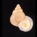 ヒメノトガリヒダクチヒレ （仮称）