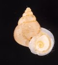 ヒメノトガリヒダクチヒレ （仮称）