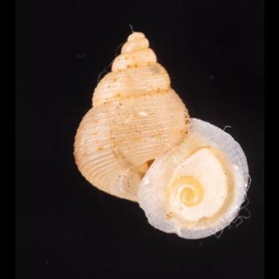 ヒメノトガリヒダクチヒレ （仮称） Eutudora jimenoifig.1