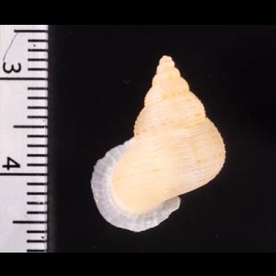 ヒメノトガリヒダクチヒレ （仮称） Eutudora jimenoifig.2