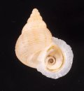 ヒメノトガリヒダクチヒレ （仮称）