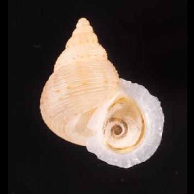 ヒメノトガリヒダクチヒレ （仮称） Eutudora jimenoifig.1