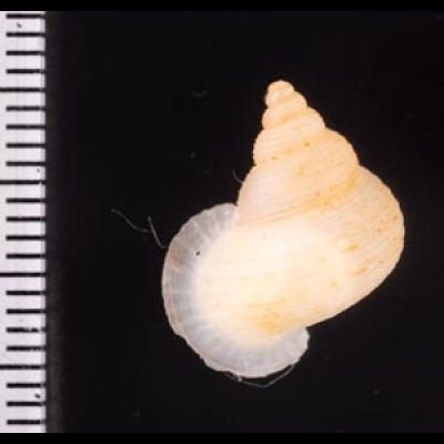 ヒメノトガリヒダクチヒレ （仮称） Eutudora jimenoifig.2