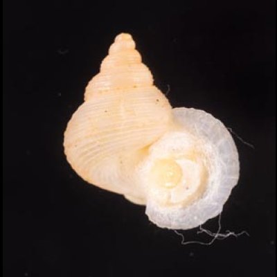 ヒメノトガリヒダクチヒレ （仮称） Eutudora jimenoifig.1